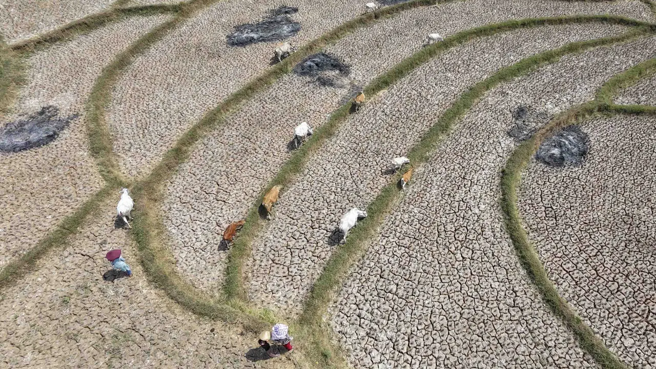 El Nino Perparah Kekeringan Sawah di Jonggol