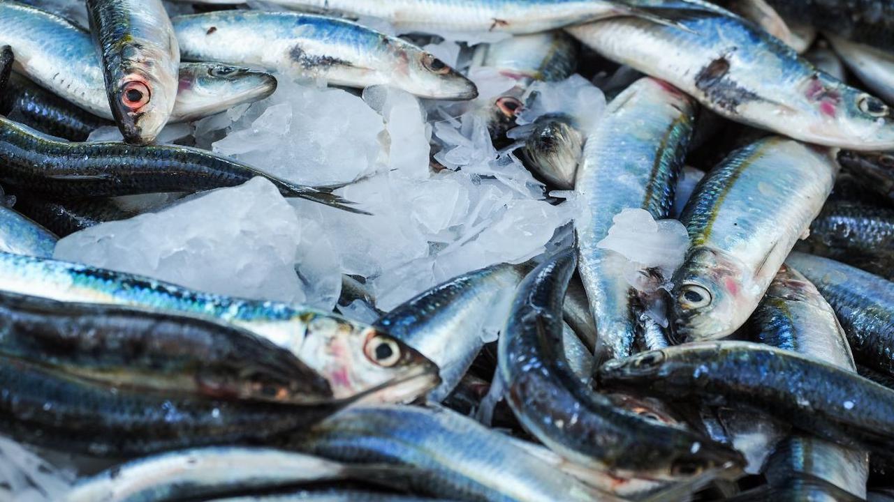 Ikan Sarden