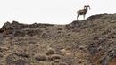 Seekor domba argali terlihat di Cagar Alam Kalamayli, Daerah Otonom Uighur Xinjiang, China barat laut, pada 5 Juni 2020. (Xinhua/Ding Lei)