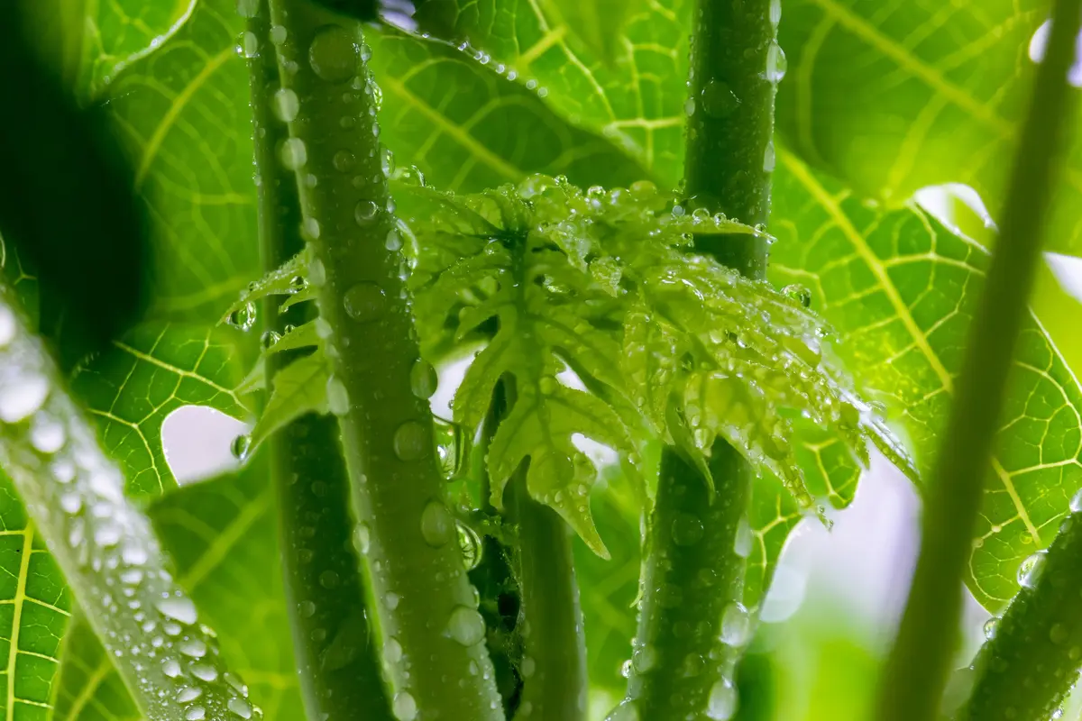 Ilustrasi Daun (Copyright pixabay.com/thoxuan99</p)