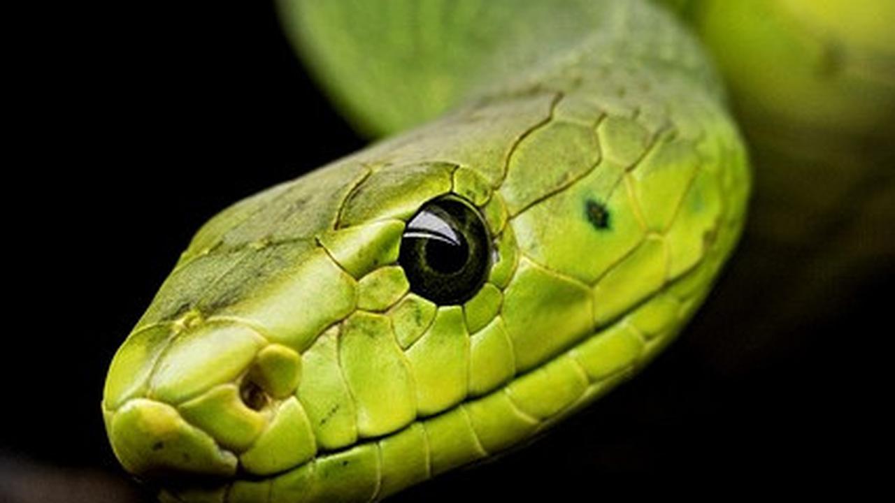 5 Mitos Kulit Ular dan Fakta Penjelasannya, Perlu Diketahui