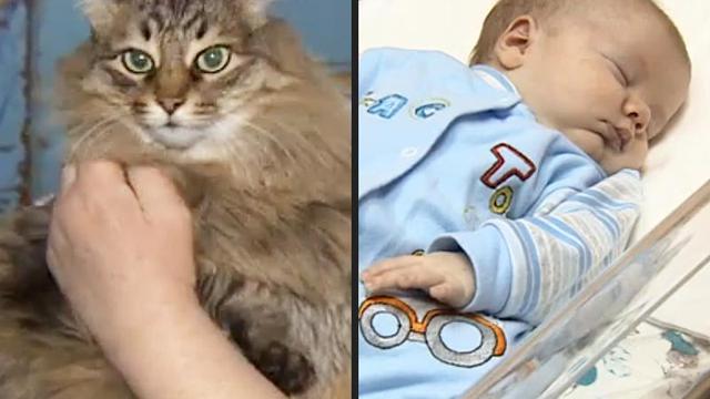 Masha, Kucing Menggemaskan yang Menyelamatkan Nyawa Bayi