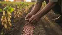Cara Menanam Kacang Tanah agar Berbuah Lebat dari Benih hingga Panen Melimpah
