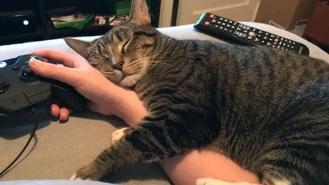 8 Potret Ini Buktikan Kucing Bisa Tidur di Mana Saja