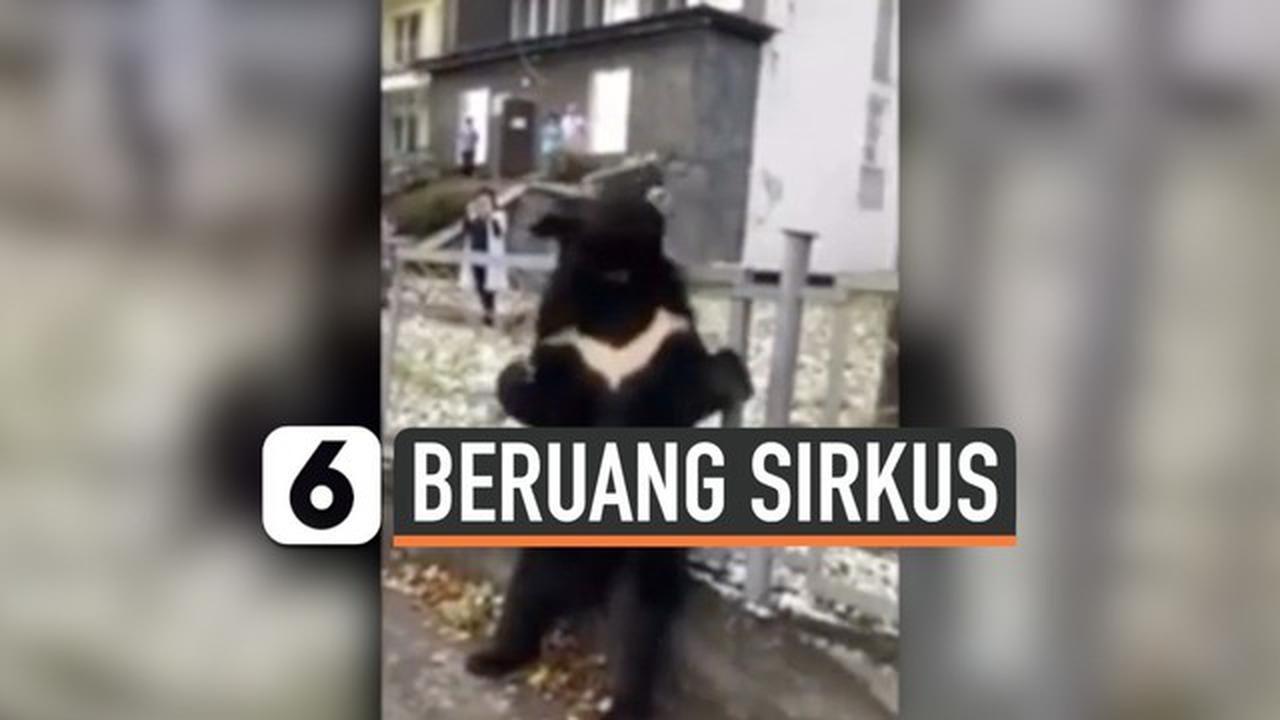 VIDEO: Berbadan Kurus, Beruang Hitam Himalaya Jadi Bintang Iklan Sirkus Rusia