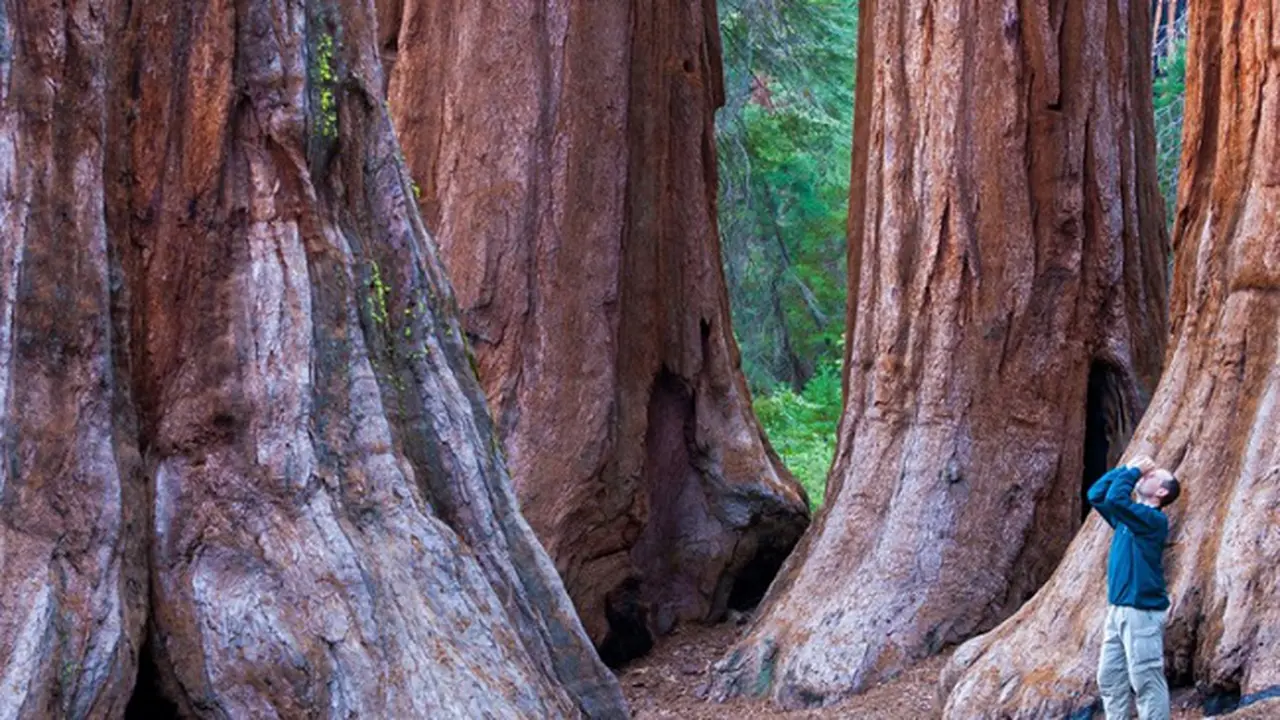 Memeluk Pohon di Redwood National Park, California