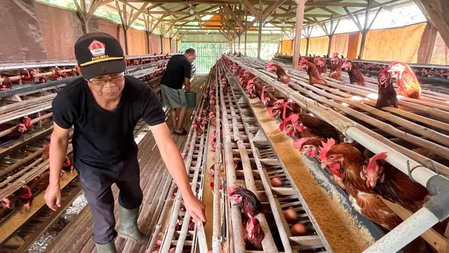 Kandang Ayam Petelur Desa Cikahuripan