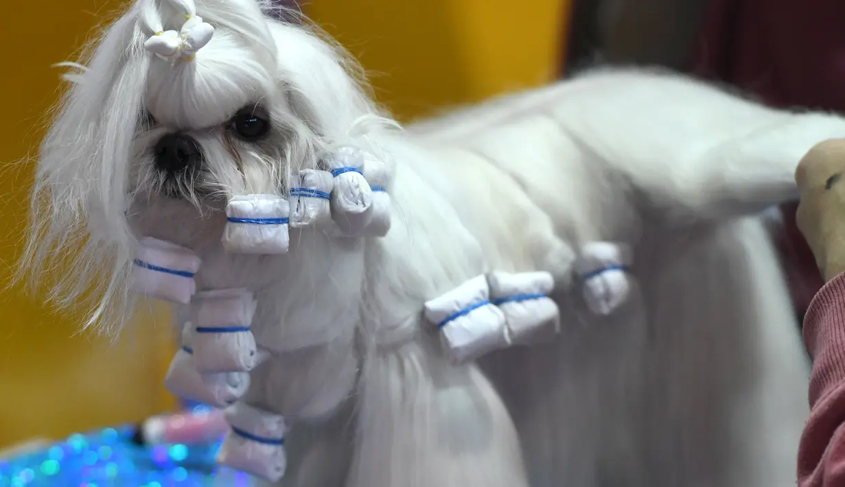 Maltese menunggu untuk tampil pada hari pertama kompetisi Westminster Kennel Club 142nd Annual Dog Show di New York, Amerika Serikat, Senin (12/2). (AFP PHOTO/TIMOTHY A. CLARY)
