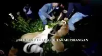 Untuk menangkap babi hutan, tali tambang berbentuk kerucut dipasang disetiap ruas antar pohon. 