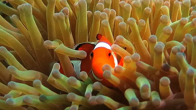 Bawah Laut Maratua