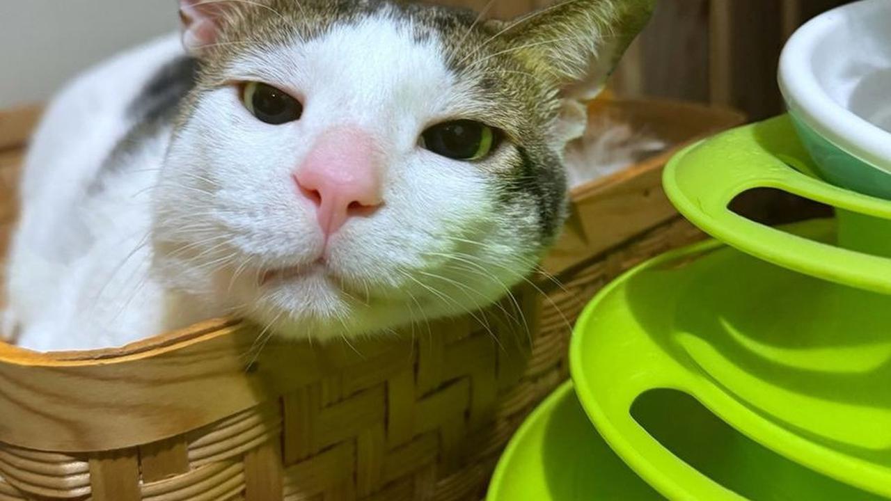 8 Potret Imut Bobby Kertanegara, Disebut Tuan Muda karena Punya Kamar Sendiri di Istana Negara