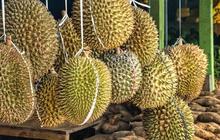 Indonesia Ketiban Untung Setelah 100 Kontainer Durian Asal Thailand Dilarang Masuk ke China