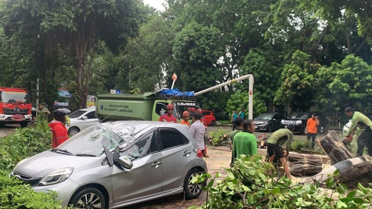 Tahukah Anda? Dua Pohon Bintaro Tumbang Akibat Angin Kencang di Jakarta Utara