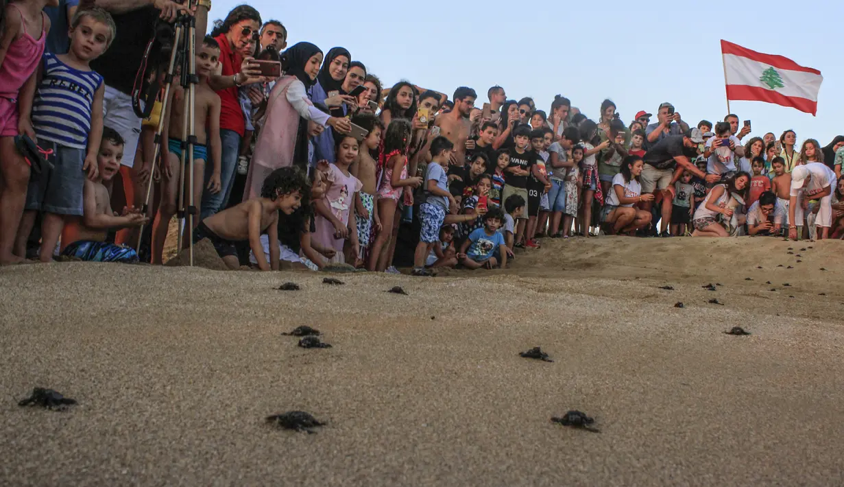 Sejumlah pengunjung melihat pelepasan tukik di pantai al-Mansouri dekat kota Tyre, Lebanon selatan (31/7/2019). Pelepasan ratusan anak penyu ini bagian pelestarian hewan yang terancam punah. (AFP Photo/Mahmoud Zayyat)