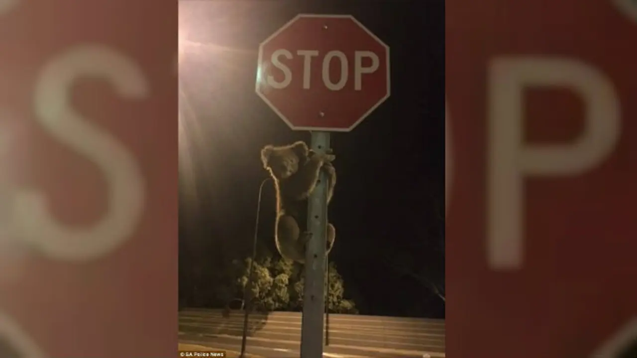 Lucunya Koala Tersesat Salah Panjat Tiang