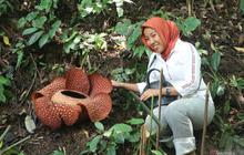 Mekarnya Puspa Langka Rafflesia arnoldii di Bengkulu Tarik Perhatian Pengunjung Lintas Provinsi