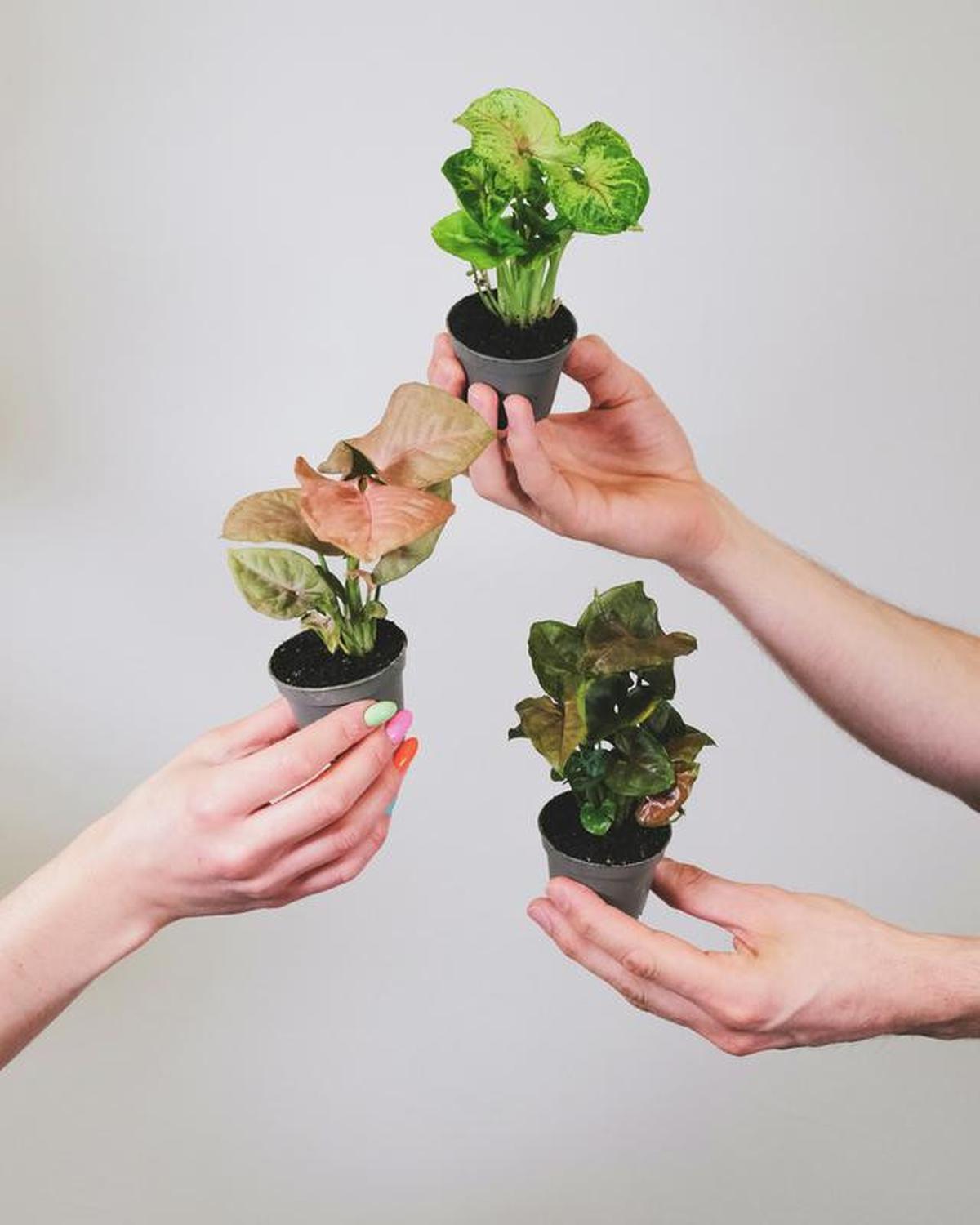 Syngonium Mini. (dok. Unshplash)