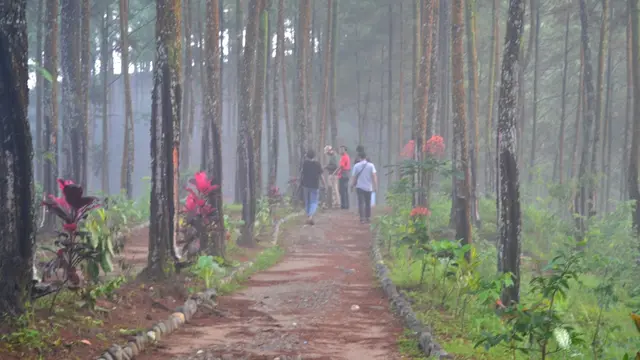 Menyusur hutan pinus yang berjajar rapi di kanan dan kiri jalur menuju Bukit Pentelu. (Foto: Liputan6.com/Muhamad Ridlo)