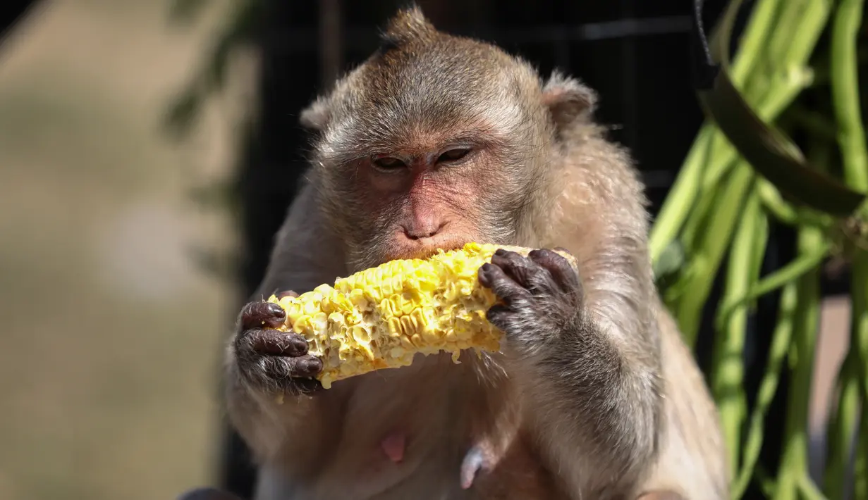 Seekor monyet makan jagung di depan kuil Prang Sam Yod selama Festival Prasmanan Monyet tahunan di Lopburi, Bangkok, Thailand, Minggu (29/11/2020). Festival tersebut untuk mengucapkan rasa terima kasih kepada monyet yang telah menarik banyak wisatawan ke deerah itu. (Jack TAYLOR/AFP)