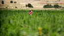 Pekerja menyingkirkan kotoran dan daun kering di ladang ganja di Lembah Bekaa, Desa Yammoune, Kota Baalbek, Lebanon, Senin (23/7). Parlemen Lebanon tengah merancang kebijakan untuk legalisasi ganja medis. (AP Photo/Hassan Ammar)