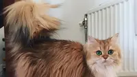 Smoothie, Kucing yang Jago Pose di Depan Kamera