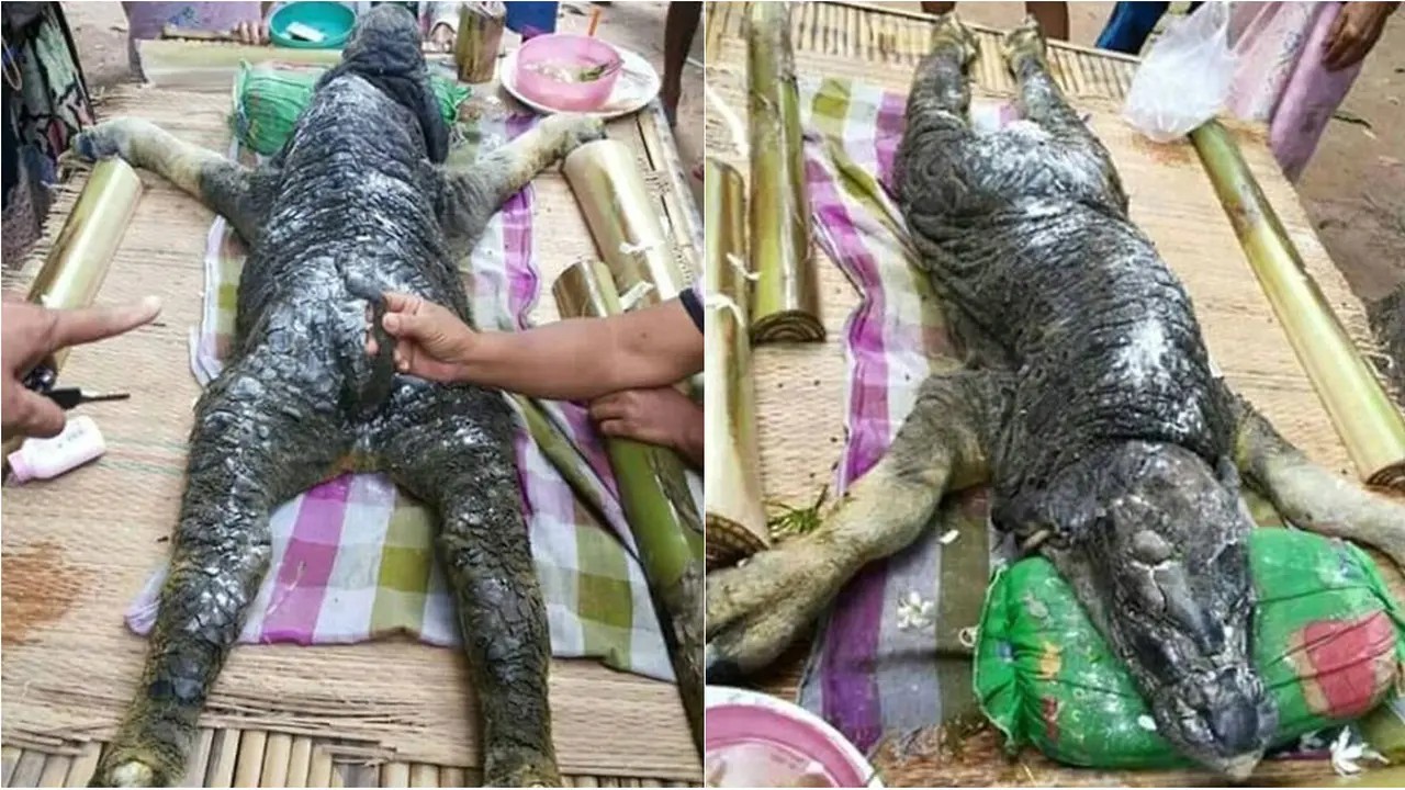 Penampakan Makhluk Misterius Paduan Buaya dan Kerbau di Thailand