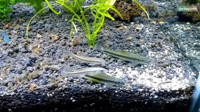 Jenis Ikan yang Bisa Memakan Lumut dan Organisme Alami di Kolam