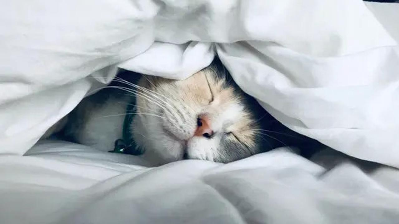 6 Penyakit Berbahaya yang Bisa Ditularkan Kucing kepada Manusia, Waspadai Anabulmu!