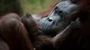 Salah satu induk orangutan Kalimantan, Theodora, menggendong bayinya yang baru lahir di kebun binatang Jardin des Plantes, Paris, Rabu (24/10). Theodora 8 hari lalu baru melahirkan seekor bayi betina yang diberi nama Java. (Eric FEFERBERG/AFP)