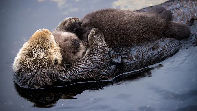 10 Potret Mesra Induk dan Anak Hewan yang Bikin Baper