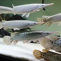 Ikan aligator (Foto: instagram/monstrouscreatures)