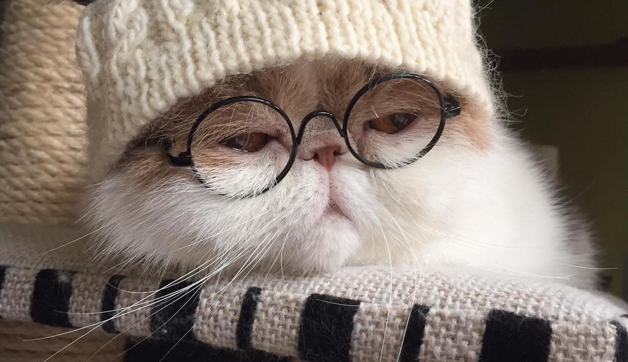 Download 570 Koleksi Gambar Editor Kucing  