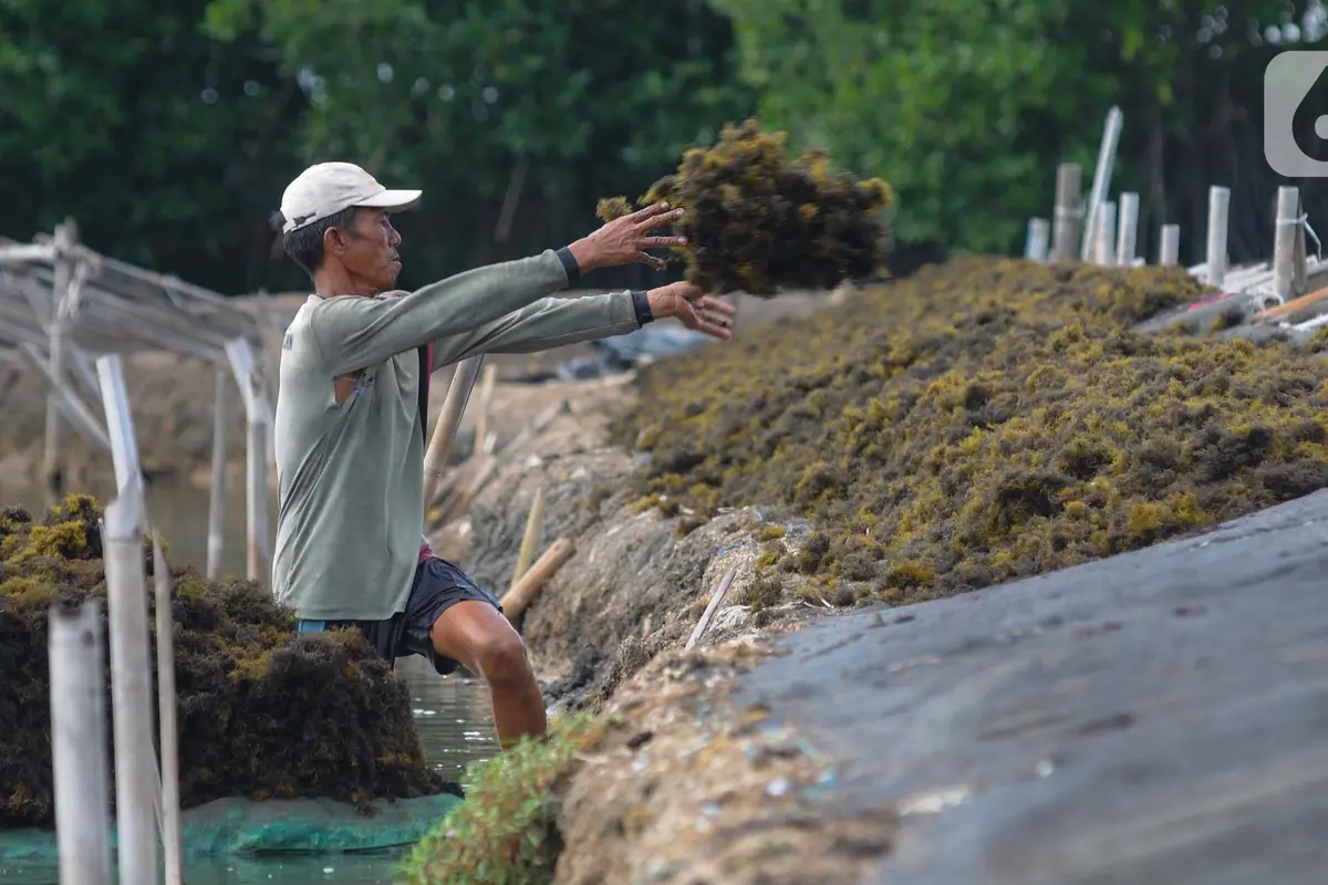 Rumput laut anjlok harganya