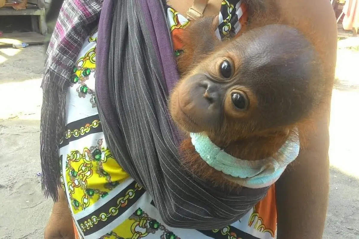 20161127-orangutan