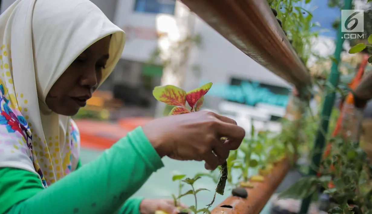 Petugas mengecek kondisi bibit bunga di Balkot Farm yang terletak di Balai Kota DKI Jakarta, Senin (16/9/2019). Dengan adanya Balkot Farm ini, diharapkan dapat mengajak para pengelola gedung yang ada di Jakarta untuk ikut ambil bagian menerapkan pertanian perkotaan. (Liputan6.com/Faizal Fanani)