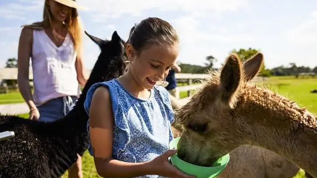 Iris Lodge Alpacas