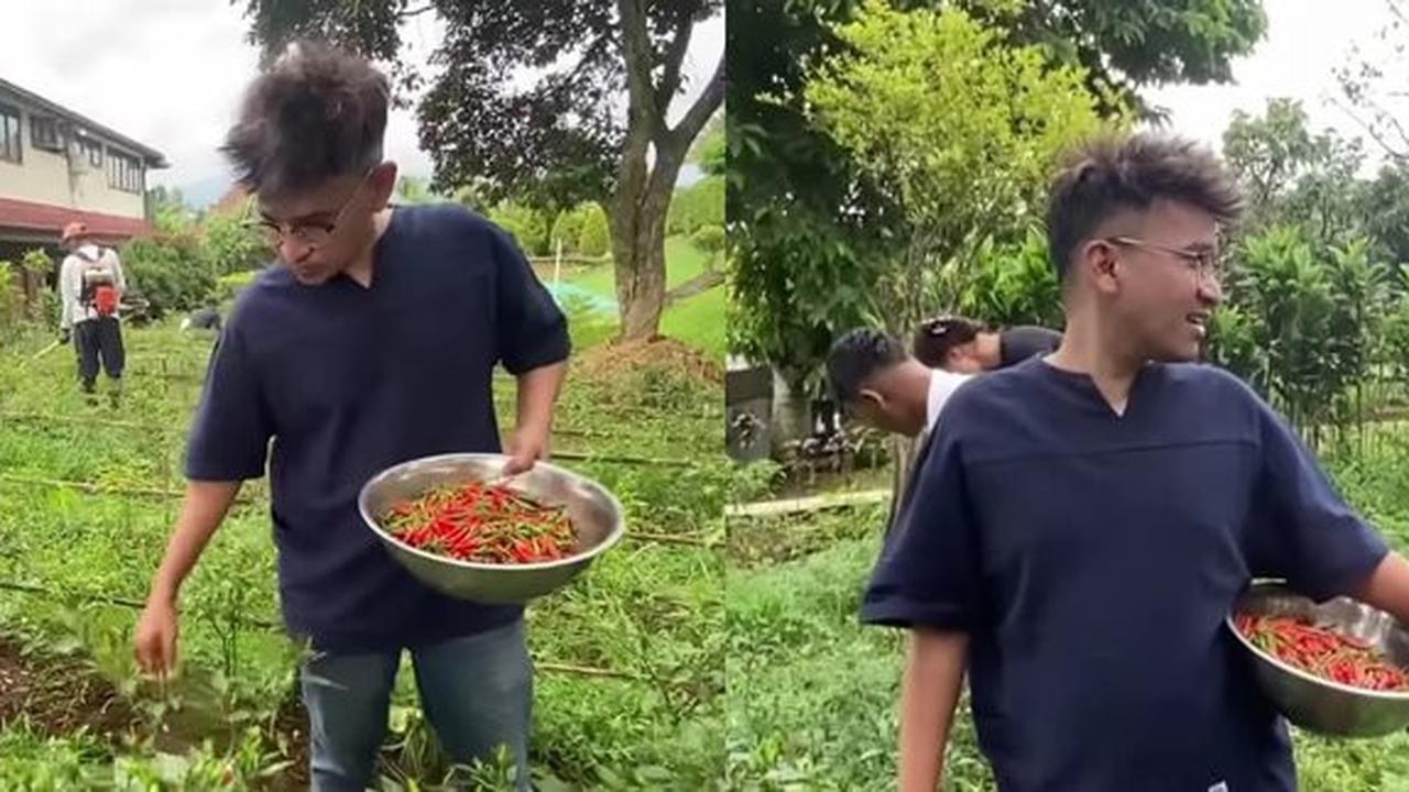 Ruben Onsu Coba Berkebun, Baru Saja Panen Cabai yang Segar
