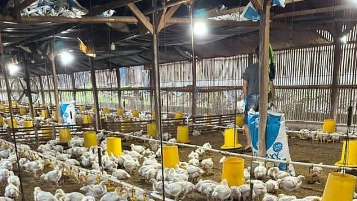 Pola Pakan Ayam yang Tepat untuk Hasil Daging dan Telur Berkualitas