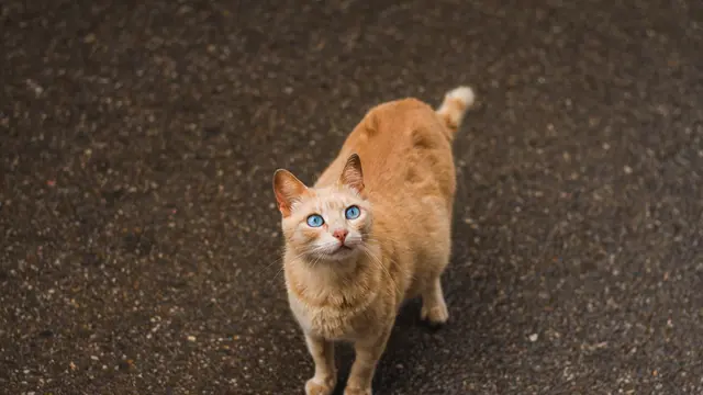 ilustrasi kucing hamil