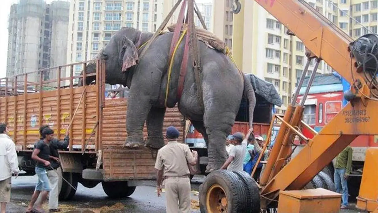 gajah-130917b.jpg