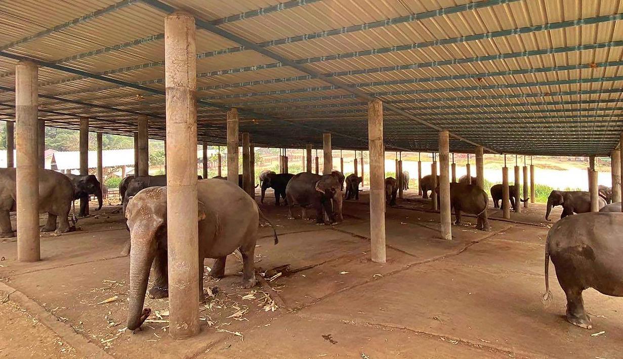 FOTO: Gajah-Gajah Wisata Thailand Hidup Kelaparan Akibat COVID-19 - Page 1 - Global Liputan6.com