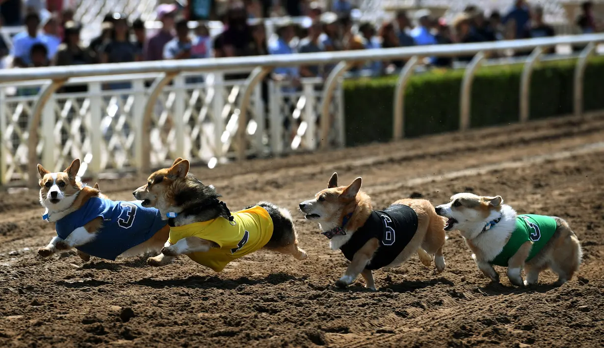 Anjing-anjing Corgi berlomba dalam kejuaraan "Corgi Nationals" California Selatan di Arena Balap Santa Anita di Arcadia pada 26 Mei 2019. Ratusan anjing corgi yang mengikuti kejuaraan ini memperebutkan gelar anjing tercepat. (Photo by Mark RALSTON / AFP)