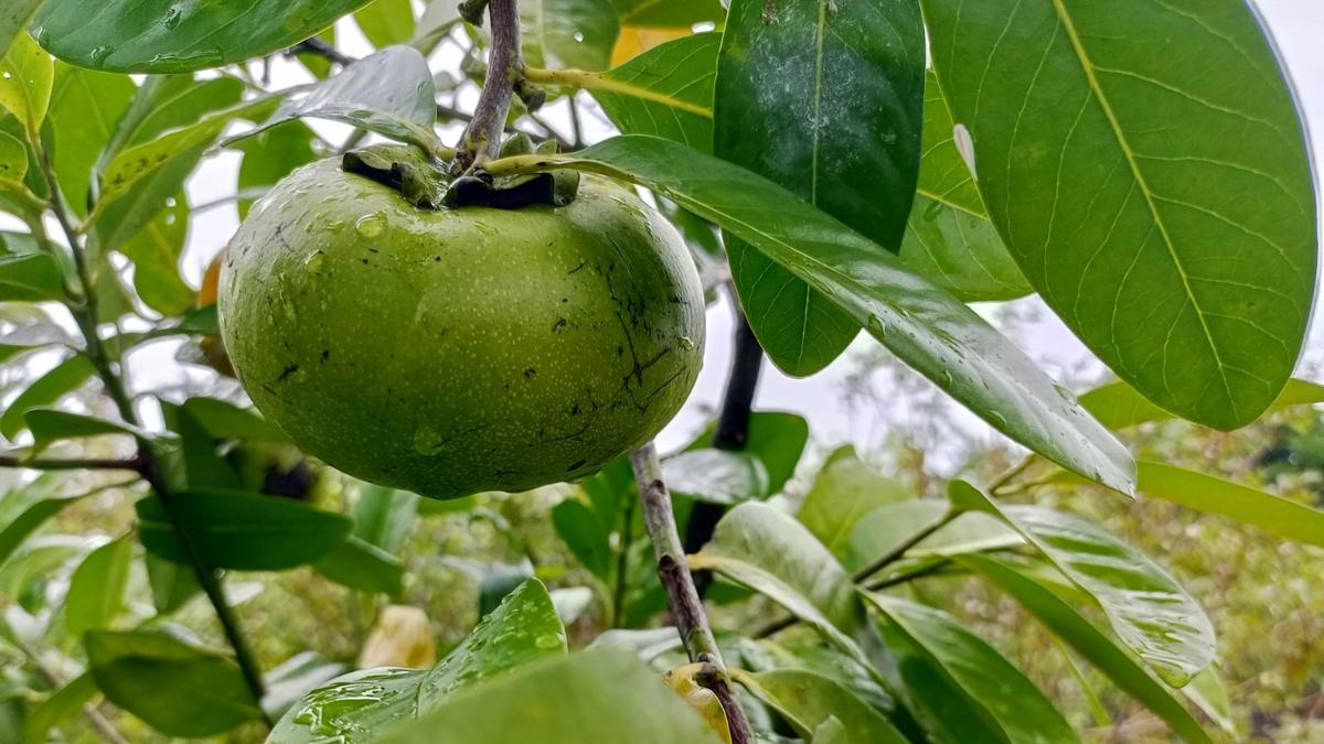 Rahasia Pot dan Media Tanam untuk Budidaya Tabulampot Bebas Hama ala Perkebunan di Jogja