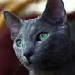 kucing Russian Blue (sumber: pixabay)