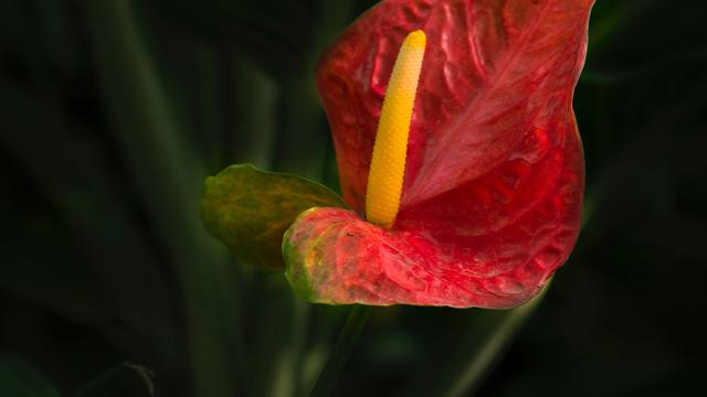 Anthurium