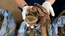 Kulit trenggiling yang akan diseludupkan ini dipercaya bisa menjadi obat berbagai penyakit, Sepang, senin (8/5). Bea cukai Malaysia menyita lebih dari 700 kg kulit trenggiling senilai 2,12 juta dolar Amerika. (AFP/MANAN VATSYAYANA)