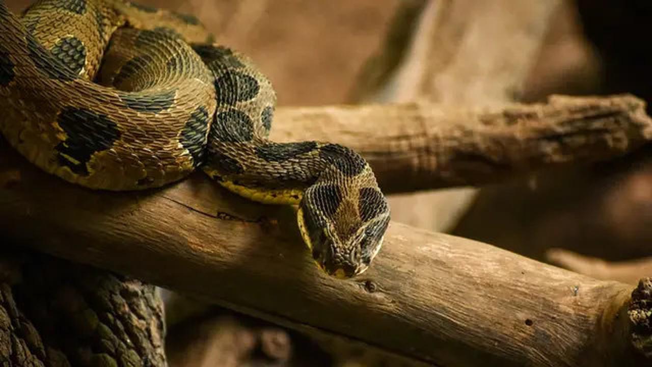 Hari Ular Sedunia dan Riwayat Ular Berkepala 9 dalam Hadis
