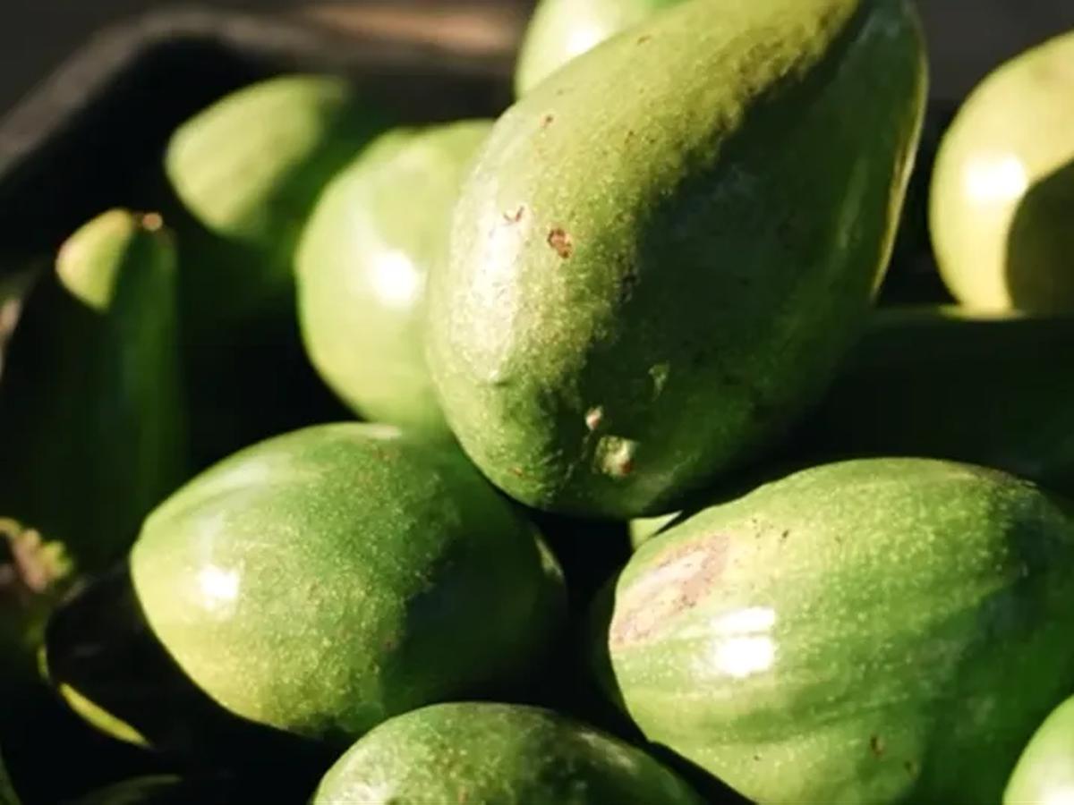Petani Alpukat
