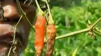 VIDEO: Hama Serang Hasil Panen Cabai di Sleman, Petani Merugi