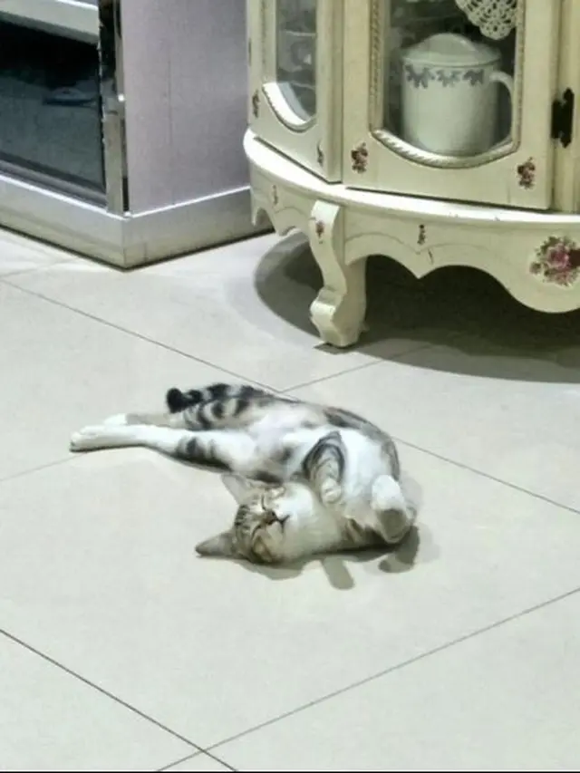 7 Potret Kucing Tidur dengan Pose Super Nyeleneh, Dijamin Bikin Ketawa